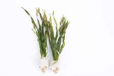 Twisted Vallis - Loose - Tropical Water Live Aquarium Plants