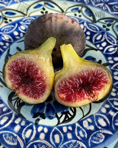 Black madeira fig tree - black, kk