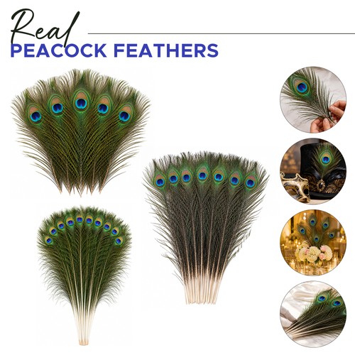 100pcs peacock natural tail - 10-100pcs,