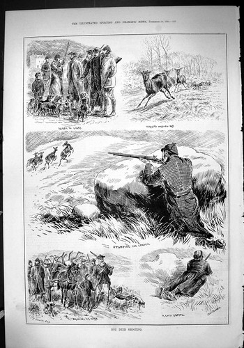 Old antique print 1884 roe - print,