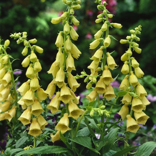 Digitalis amibigua 100 - digitalis,