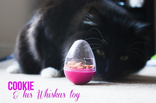 Cat kitten wobble treat - cat,