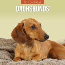 Dachshunds 2026 Square Wall Calendar