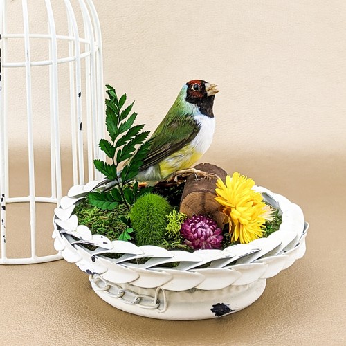 Gouldian finch cage bird - finch,