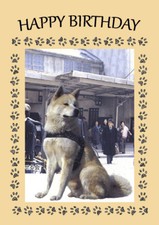 JAPANESE AKITA DOG BIRTHDAY
