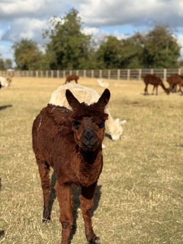 Serafina brown suri alpaca - brown,