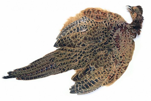 Hen pheasant complete skin - hen,