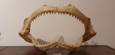 Shark Jaws Taxidermy Display