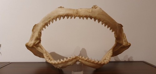 Shark jaws taxidermy - shark,