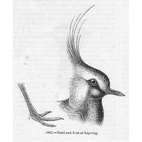Birds lapwing the - lapwing,