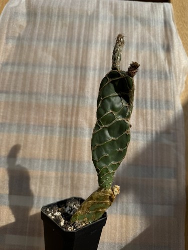 Opuntia reticulata zebrina - opuntia,