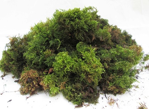 Fresh woodland moss 2x - moss, 4l