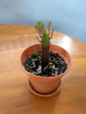 Small AFRICAN MILK TREE cacti plant - 10cm pot - Euyphorbia Trigona Rubra