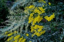 Acacia Baileyana Purpurea - Cootamundra Wattle with Purple Foliage