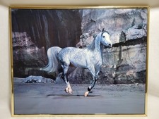 Arabian Horse Photo Wall
