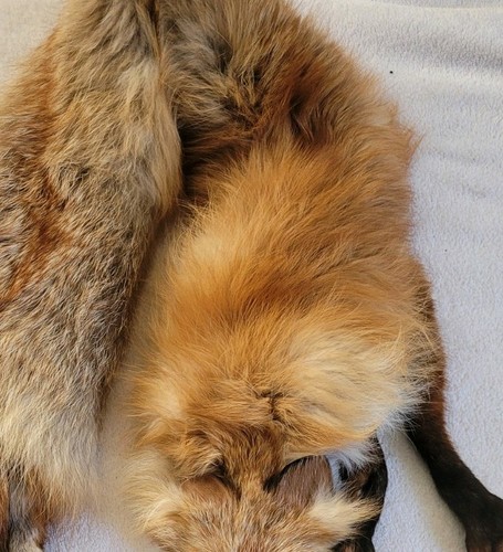 Vintage bright red fox - fox, real