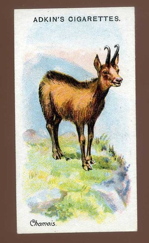 1923 adkin and son wild - and,