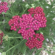 Achillea Cerise Queen, Pink, Yarrow, Plug Plants, Bee and Wildlife Friendly,