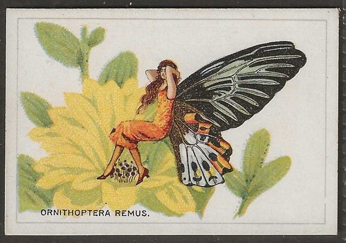 Butterflies 1928 girls - b.a.t.-butterflies, (girls