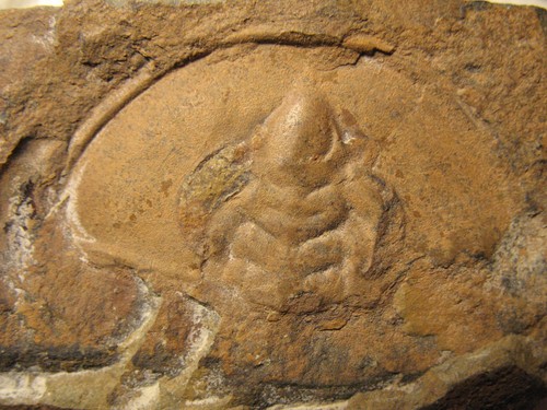 Cambrian paedeumias nevadensis - cambrian,