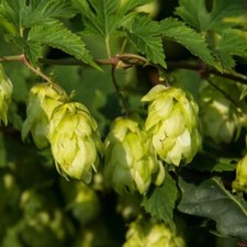 Hop Plant - 2 Plants in 1x 9cm Pots - Hardy Climber, Wildlife Gardens