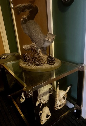 Beautiful taxidermy squirrel - taxidermy,