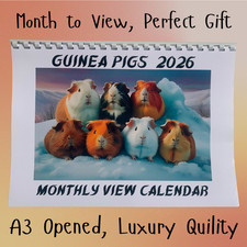 Guinea Pigs 2026 wall