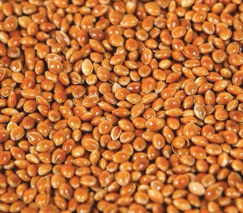 Red proso millet lb - proso,