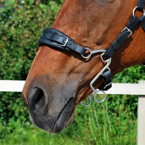 Little hackamore bitless - little, s
