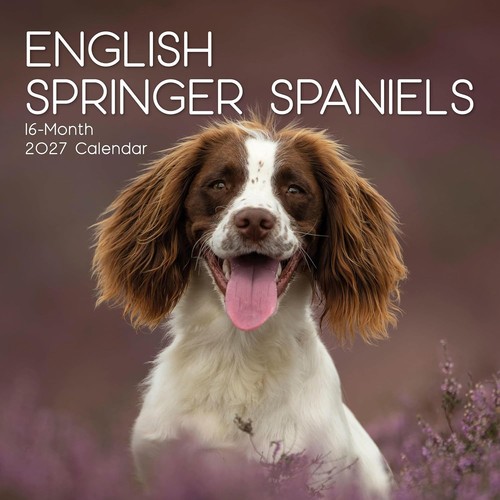English springer spaniel dog - english,