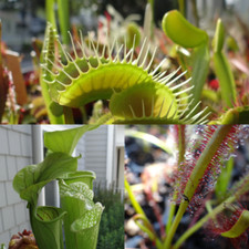 LIVE Carnivorous Starter Pack