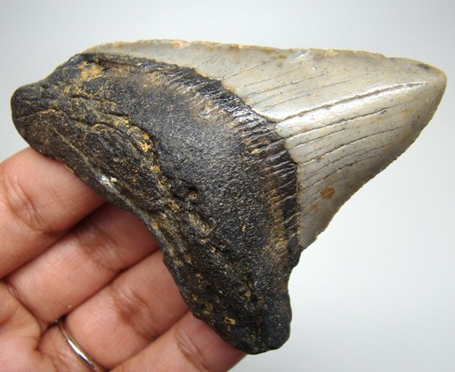 Megalodon shark tooth real - megalodon,