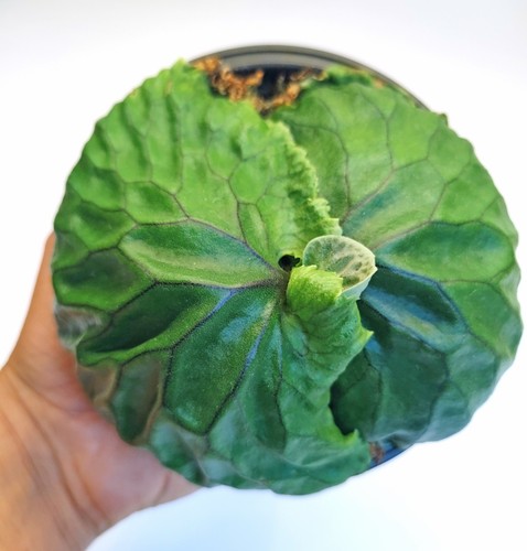 Rare grown platycerium - u.k,