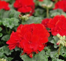 ×6 LRG Geranium Mylena Red