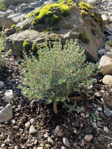 Thyme seeds 450 - -, herb