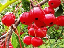 Malus baccata, SIBERIAN CRABAPPLE, delicious fruits, decorative flowers, 20cm
