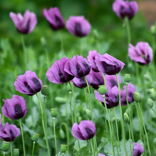 Papaver hungarian blue - hungarian,