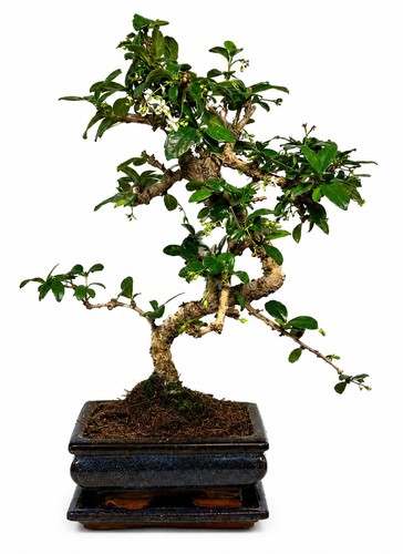 Flowering fukien tea bonsai - fukien,