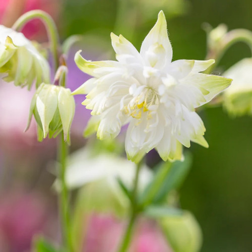 Aquilegia lime sorbet seeds - 'lime,