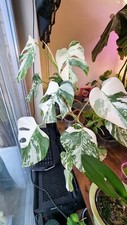 Monstera Deliciosa 'Albo