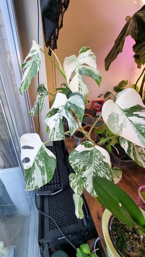 Monstera deliciosa albo - monstera,