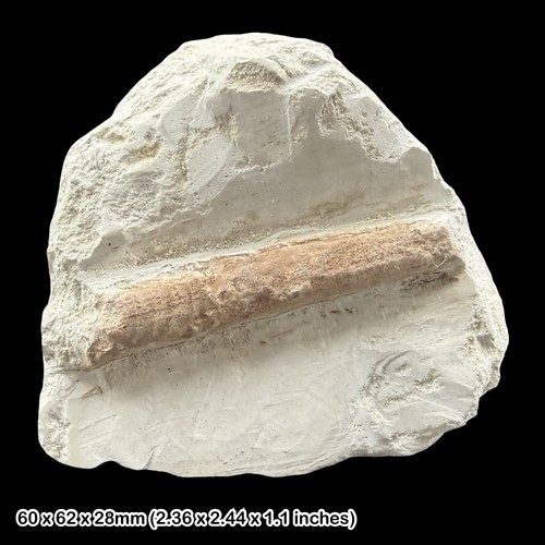 Sciponoceras bohemicum - sciponoceras,