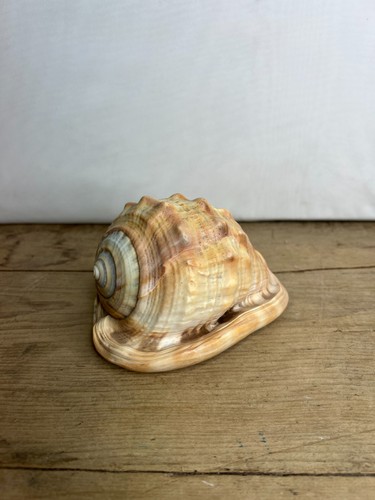 Vintage conch shell seashell - vintage,