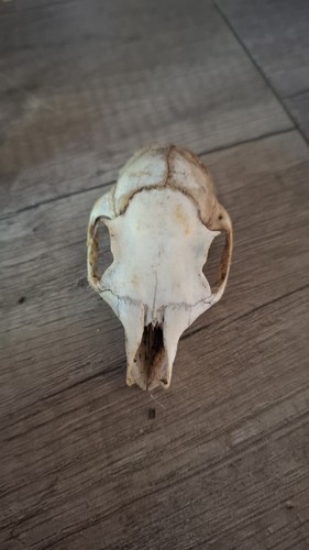 Small animal skull partial - animal,