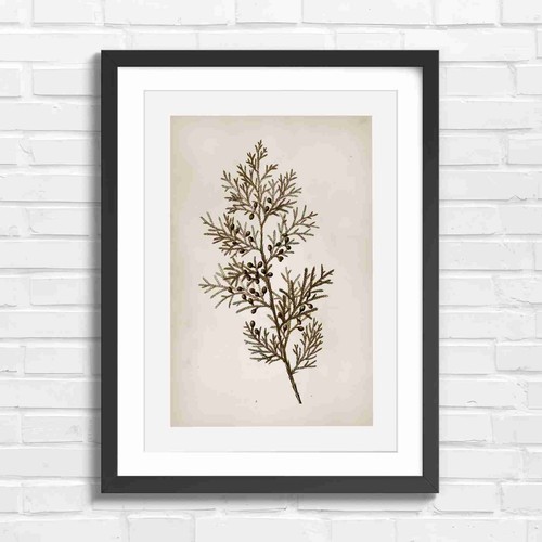 Botanical cypress branch - botanical, with
