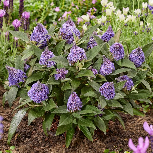Dwarf butterfly bush buddleia - dwarf,