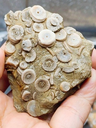 Natural yunnan prehistoric - natural,