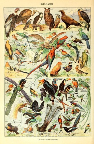 Vintage birds chart poster - vintage,