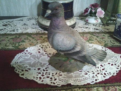 Vintage stock dove kowa - vintage,