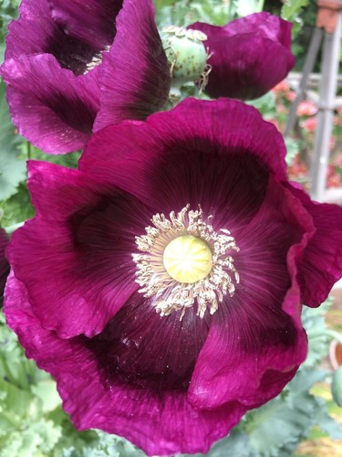 Plum coloured poppy - , seeds